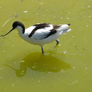 Pied Avocet 160515
