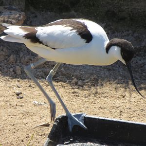 Pied Avocet 160515