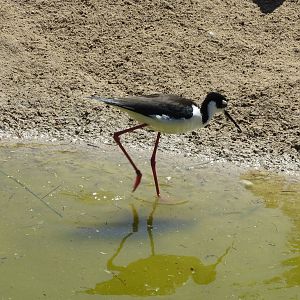 Black-necked Stilt 160515