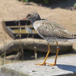 Common Redshank 160515