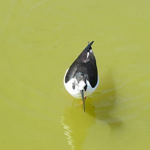 Black-necked Stilt 160515