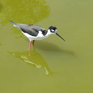 Black-necked Stilt 160515