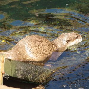 Asian Small-clawed Otter 160515