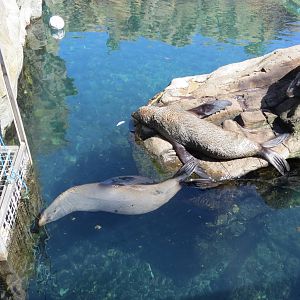 South American Fur Seal 160515