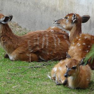Western Sitatunga