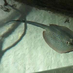 Blue Spotted Ribbontail Ray 160515