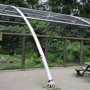 Snow Leopard enclosure