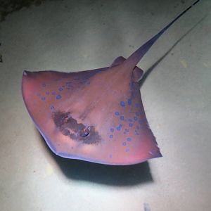 Blue Spotted Ray 160515