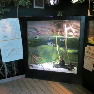 Archerfish Tank 160515