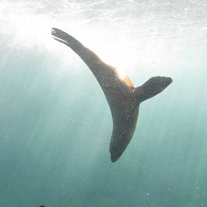 South American Fur Seal 160515