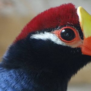 Violet Turaco