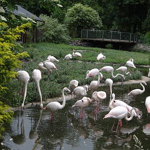 Greater Flamingo enclosure