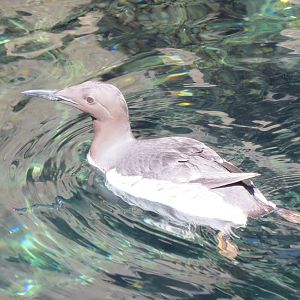 Common Guillemot 160515