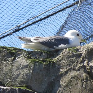 Red-legged Kittiwake 160515
