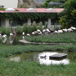Greater Flamingo enclosure