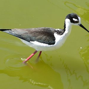 Black-necked Stilt 160515
