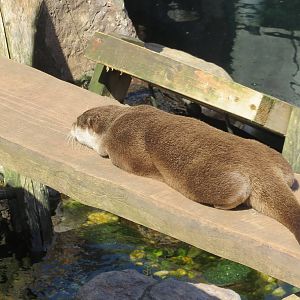 Asian Small-clawed Otter 160515