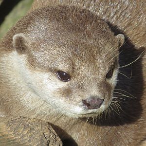 Asian Small-clawed Otter 160515