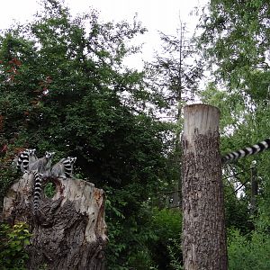 Walk-through lemur enclosure