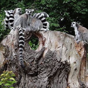Ring-tailed Lemur