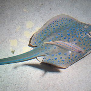 Blue Spotted Ribbontail Ray and other fish 160515