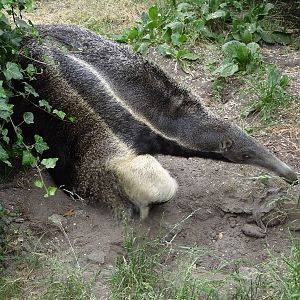 Giant Anteater