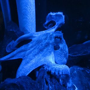 Common Octopus 160515