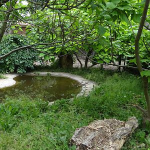 Giant Anteater enclosure