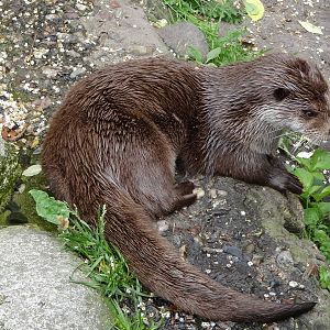 European Otter