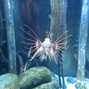 Lionfish 160515