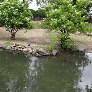 Second South American paddock