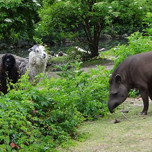 South American Tapir and Alpaca