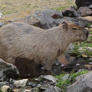 Capybara