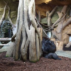 Gorilla inside enclosure