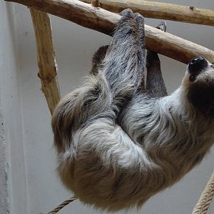Linne's Two-toed  Sloth