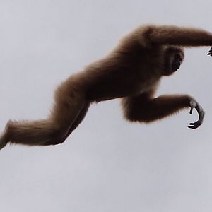 Flying gibbon