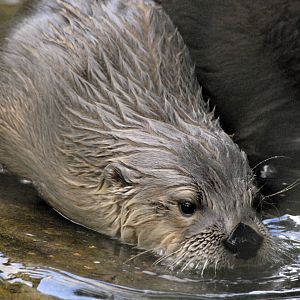 North American River Otter