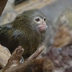 Western Pygmy Marmoset
