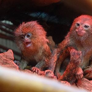Western Pygmy Marmoset