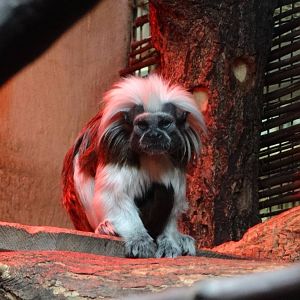 Cotton-top Tamarin