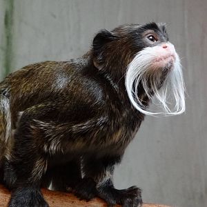 Emperor Tamarin