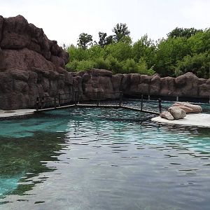Sealion pool