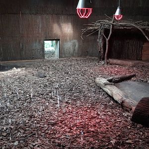 Inside Maned Wolf house