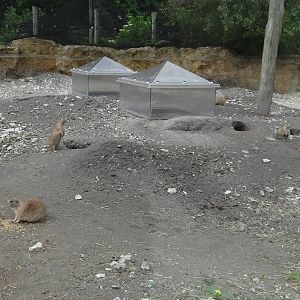 Prairie Dog exhibit