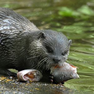 Oriental Short-clawed Otter