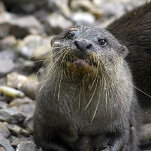 Oriental Short-clawed Otter
