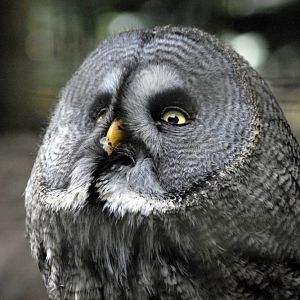 Great Grey Owl