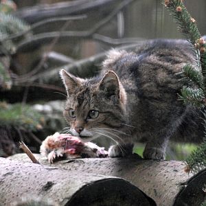 Scottish Wildcat