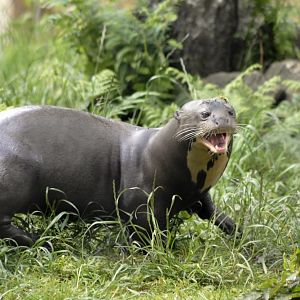 Giant Otter