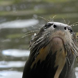 Giant Otter